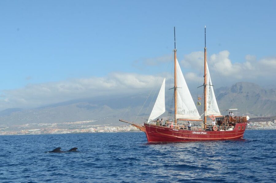 Tenerife: Whale & Dolphin Watching Cruise with Swim Stop - How the crew helps you spot whales and dolphins
