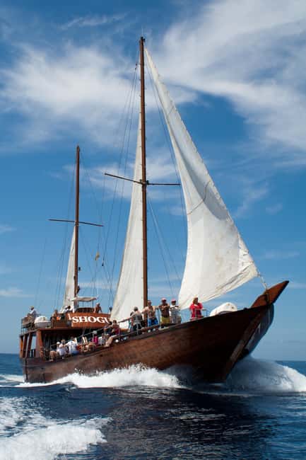 Tenerife: Whale & Dolphin Watching Cruise with Swim Stop - What you can realistically see in Tenerife waters