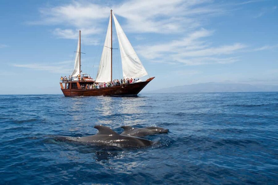 Tenerife: Whale & Dolphin Watching Cruise with Swim Stop - The ethical whale watching part that actually matters