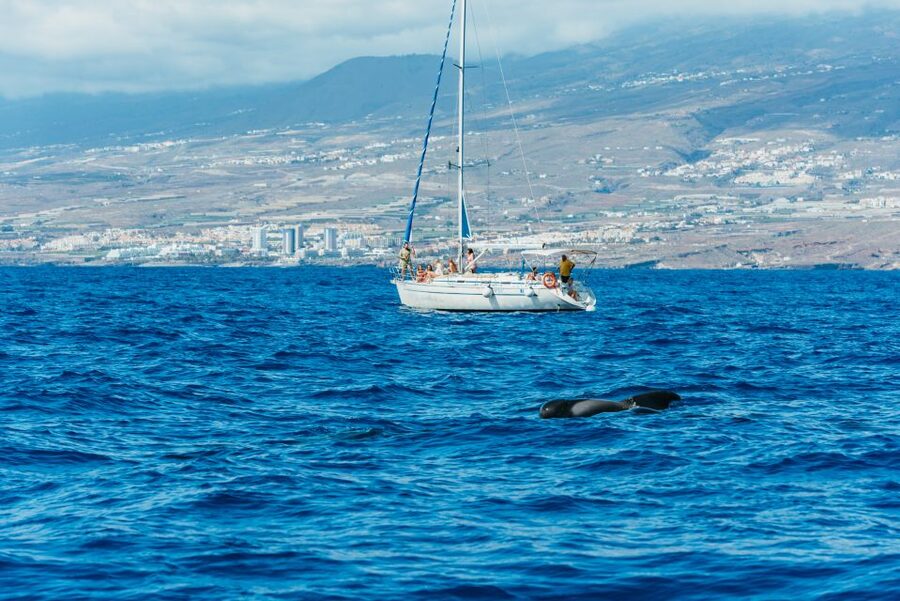 Tenerife: Whale & Dolphin Watching with Drinks and Snacks - Should you book this whale and dolphin watching with turtles snorkel?