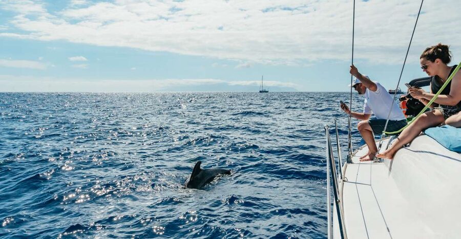 Tenerife: Whale & Dolphin Watching with Drinks and Snacks - From Puerto Colón to open water: how the start sets the tone