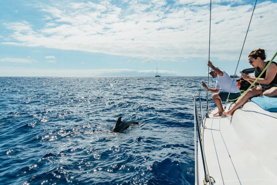 Tenerife: Whale & Dolphin Watching with Drinks and Snacks - The secluded bay stop: snorkeling with turtles and time to swim