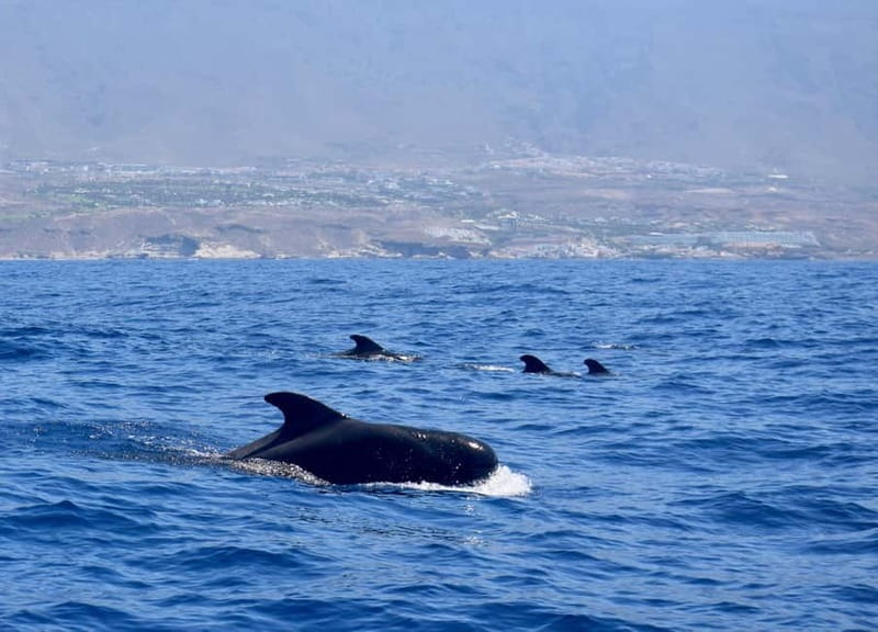 Tenerife Whale Watching and Snorkeling Yacht Trip - The main wildlife block: 2.5 hours to hunt dolphins and pilot whales