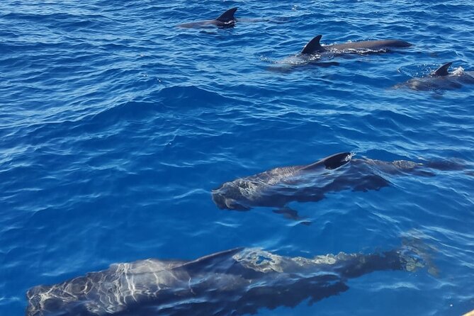 Tenerife Whale Watching and Snorkeling Yacht Trip - Who should book this yacht trip