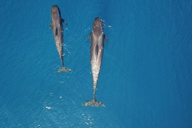 Tenerife Whale watching on private charter - Timing, Weather, and How to Choose Your Booking Window