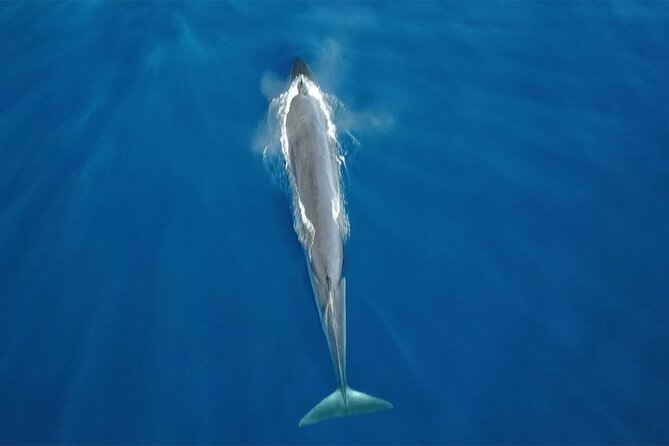 Tenerife Whales and Dolphins Watching Experience in Catamaran - Why This Catamaran Whale Watch Feels Worth It