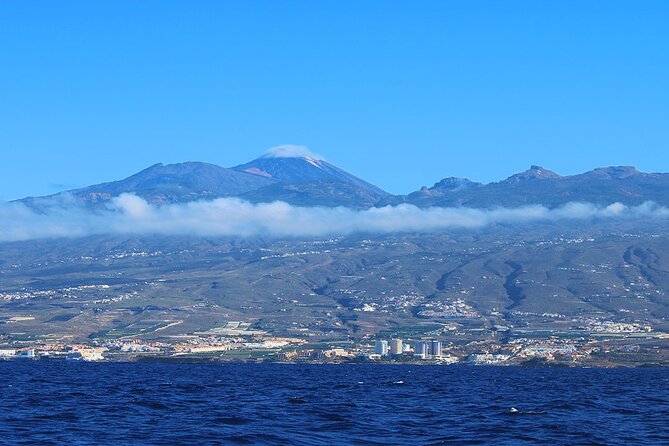 Tenerife Whales and Dolphins Watching Experience in Catamaran - Getting To White Tenerife (and Why Pickup Helps)