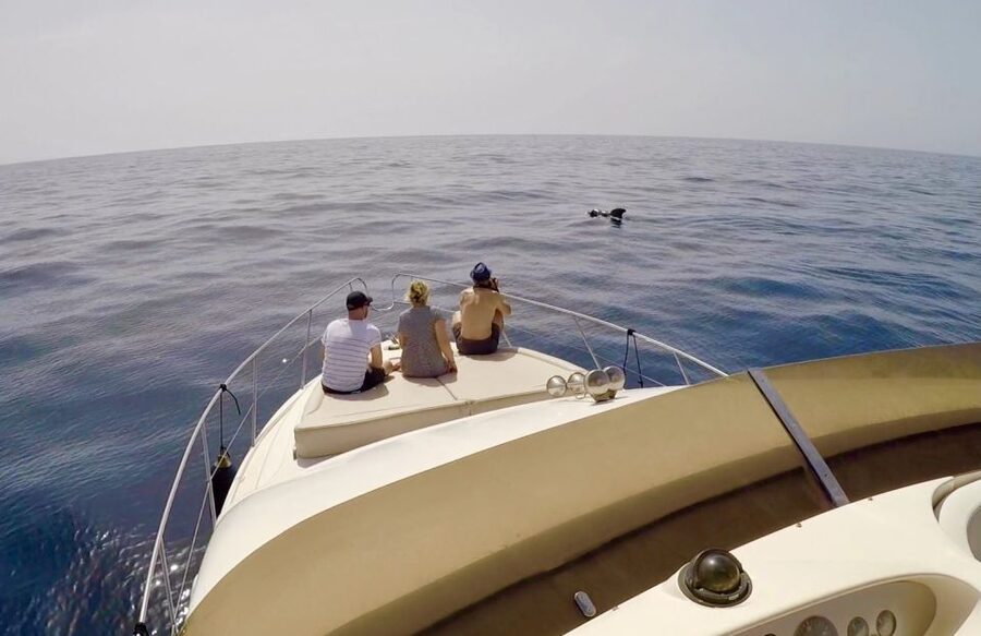 Tenerife: Whales and Snorkeling Tour on a Luxury Yacht - Snorkeling in a Secluded Bay: Gear, Water Time, and Fish Expectations