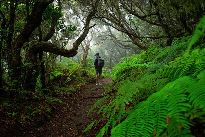 Tenerife Wonder Walk - Parque Rural de Anaga: cloud forest + Guanche paths + easy photo stops