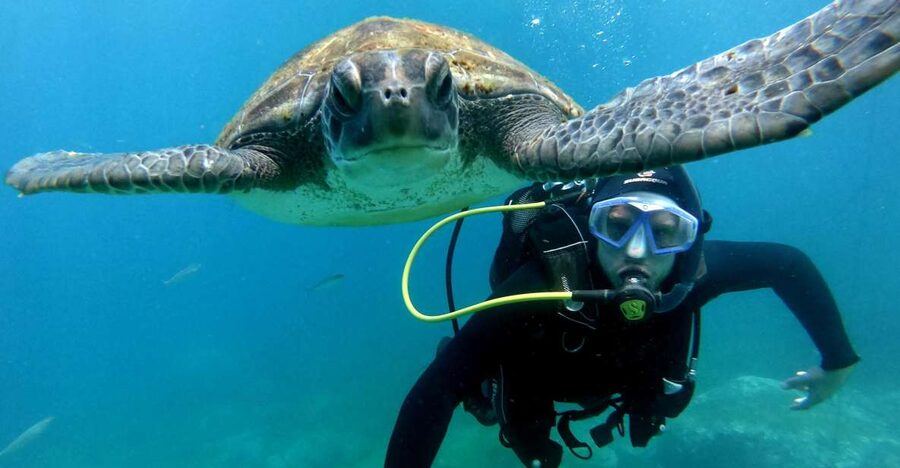 Tenerife: Your First Scuba Diving Experience in Turtle Area - Key things to know before you go