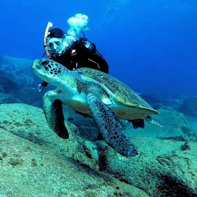 Tenerife: Your First Scuba Diving Experience in Turtle Area - Safety briefing first: the part that makes or breaks a first attempt