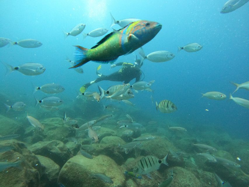 Tenerife: Your First Scuba Diving Experience in Turtle Area - The speedboat ride: fun transport that also sets up your wildlife odds
