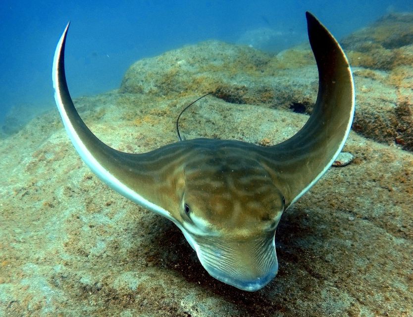Tenerife: Your First Scuba Diving Experience in Turtle Area - Snorkeling safari afterward: a second chance to enjoy turtles and seabed life