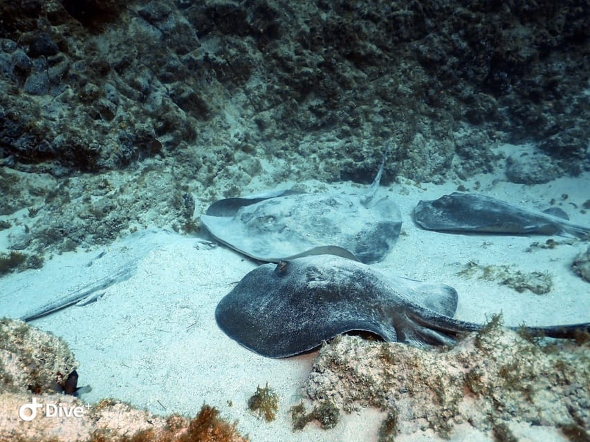 Tenerife: Your First Scuba Diving Experience in Turtle Area - What you get for the price: is $84 good value?