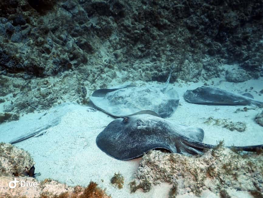 Tenerife: Your First Scuba Diving Experience in Turtle Area - Equipment, ears, and glasses: the practical stuff you should plan for