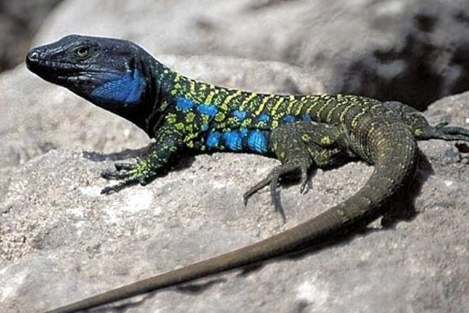 Ticket to Parque del Drago in Tenerife - Guaranteed reserved entry (and why it can be worth it)