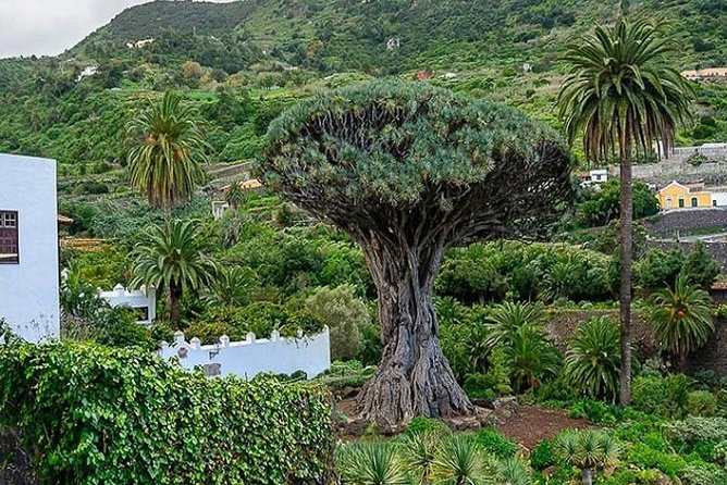 Ticket to Parque del Drago in Tenerife - The 20-meter dragon tree and the preservation story