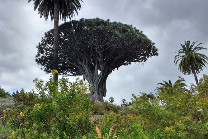 Ticket to Parque del Drago in Tenerife - So, should you book this Parque del Drago ticket?