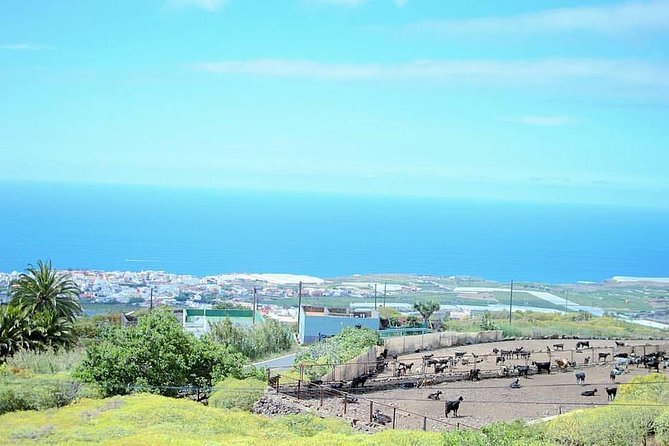 Tour Around the Island - Private VIP Tour in Tenerife - El Drago Milenario: Why One Tree Deserves a Real Pause