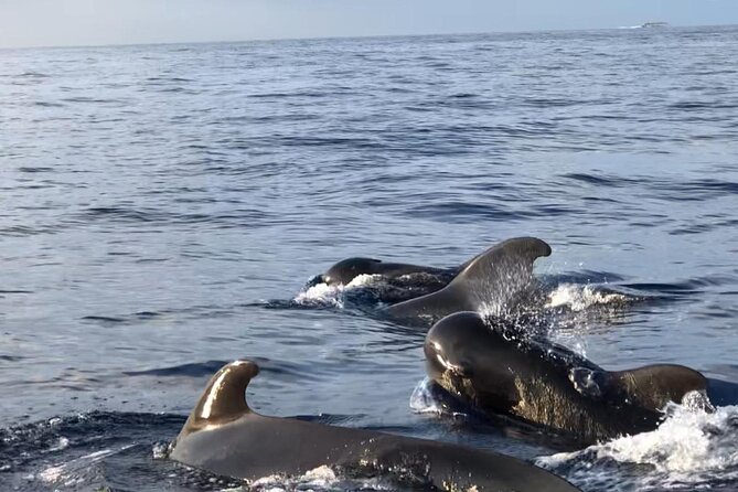 Tour with Whale and Dolphin Watching plus food included - Included food and drinks: where the value actually shows up