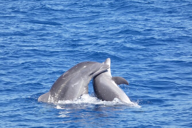 Tour with Whale and Dolphin Watching plus food included - Who this Tenerife whale and dolphin tour is best for