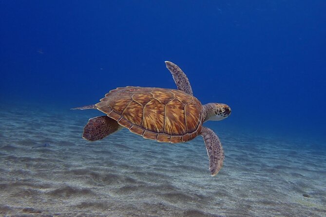 Try Dive in Abades Bay with a private instructor - Key Points Worth Knowing
