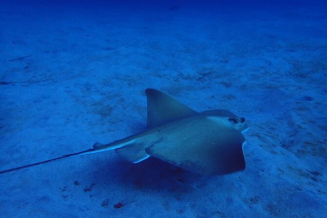 Try Dive in Abades Bay with a private instructor - Private Coaching in a Small Group (Two Divers Max)