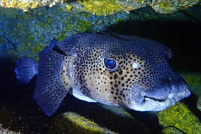 Try Dive in Abades Bay with a private instructor - The Underwater Plan at Abades: House Reef, Volcanic Rock, and Sea Life Close to Shore