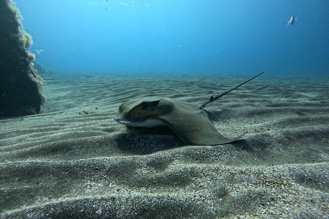 Try Dive in Abades Bay with a private instructor - Staff Who Keep You Calm: Safety Briefing and Real-Time Checks