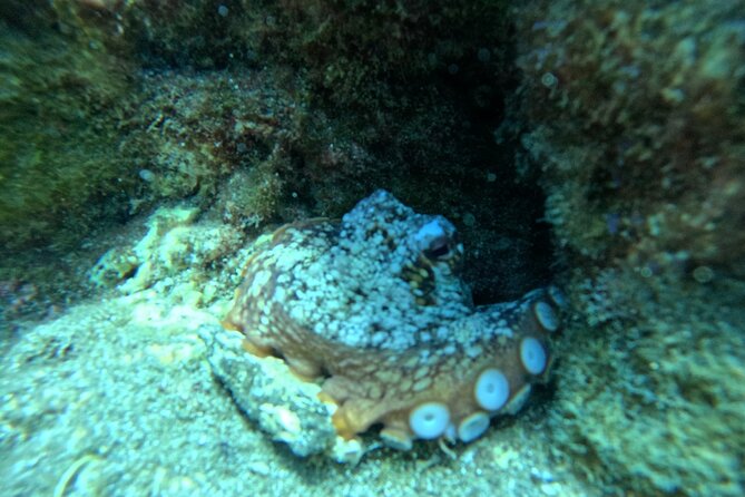 Try Dive in Abades Bay with a private instructor - Safety Rules and Health Limits You Must Respect