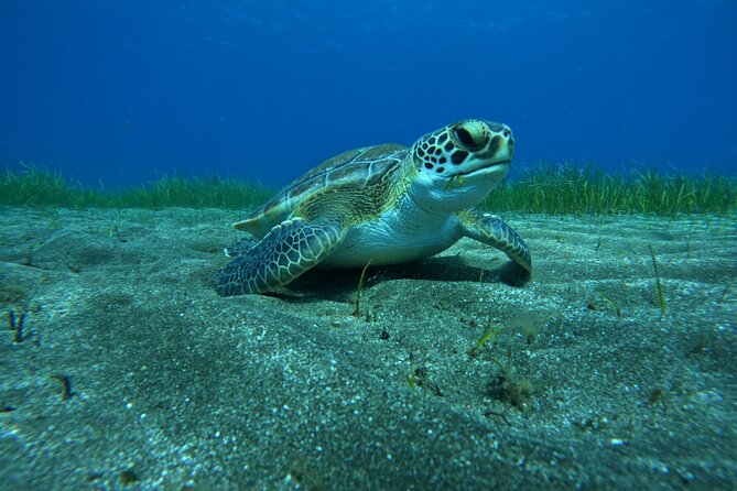 Try Dive in Abades Bay with a private instructor - From Check-In to Your Gear: What the 9:00 Start Looks Like