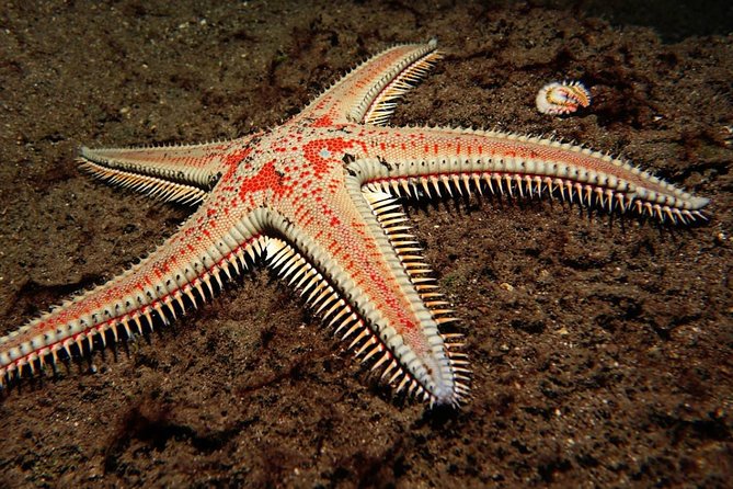 Try Dive - PADI Discover Scuba Diving in Tenerife - English instruction and vacation-friendly timing