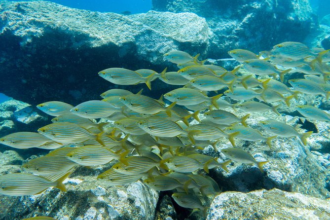 Try Dive - PADI Discover Scuba Diving in Tenerife - Who should do this (and who should reconsider)