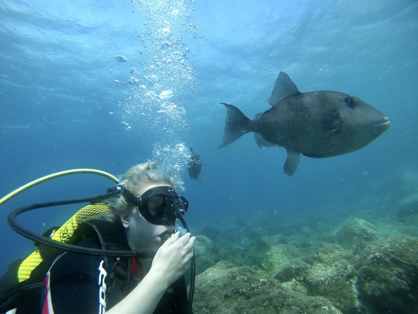 Try diving for the first time in turtle area - Key things that make this try scuba special