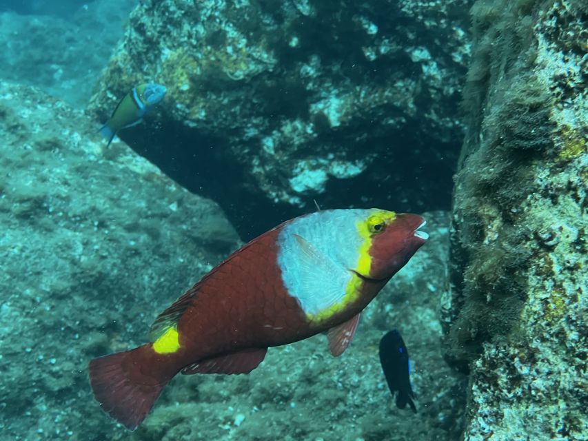 Try diving for the first time in turtle area - Who should book this try scuba, and who should skip it