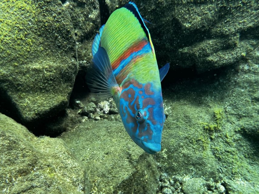 Try diving for the first time in turtle area - First-time try scuba in Tenerife’s turtle area: what you’re really buying