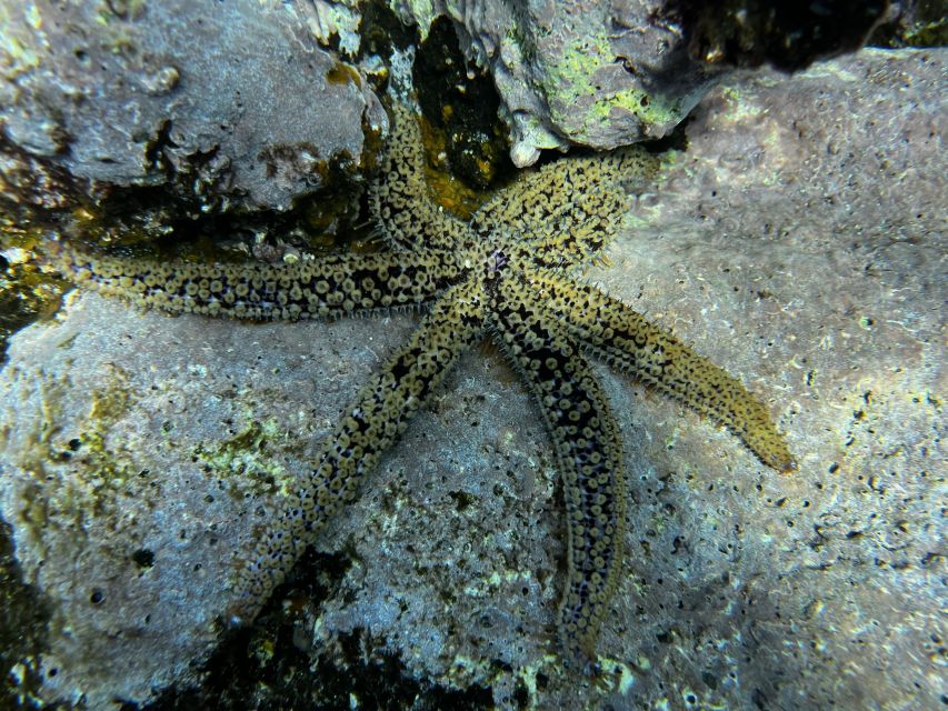 Try diving for the first time in turtle area - What you’ll see: turtles, starfish, reefs, octopus, and the fish schools