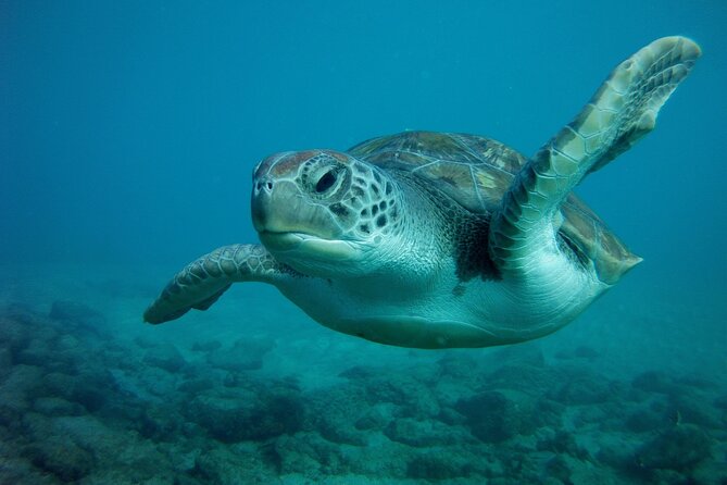 Try Scuba Diving in a turtle area (boat) - Price value: how €-to-experience usually works here