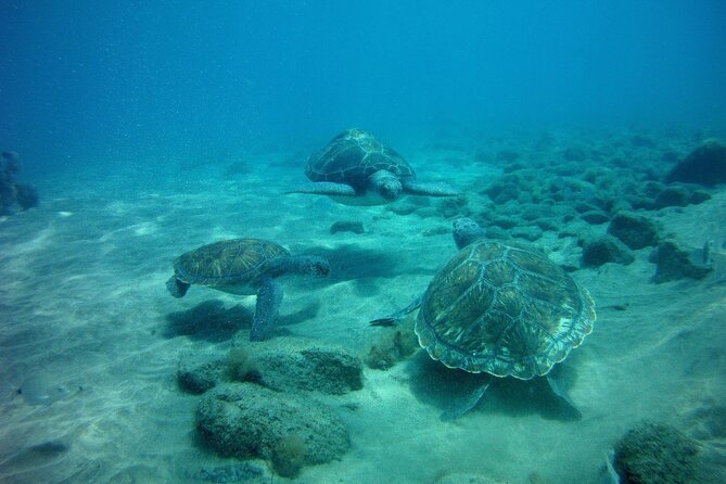 Try Scuba Diving in a turtle area (boat) - Who this is best for (and who should reconsider)