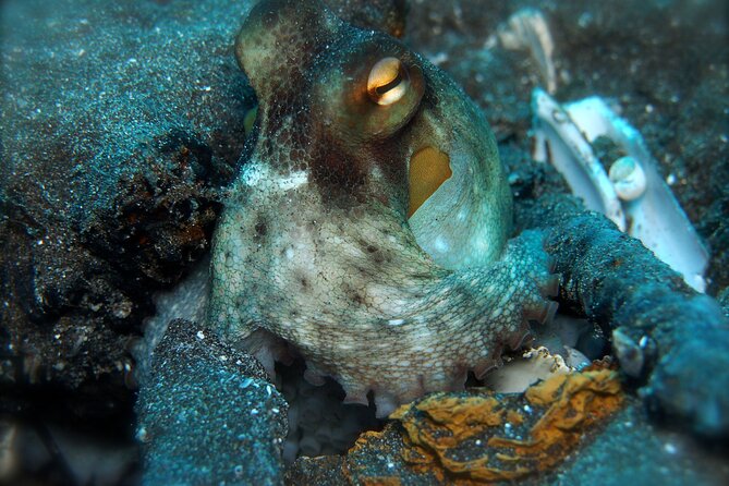 Try Scuba Diving in a turtle area (boat) - Timing and pre-checks: the stuff that keeps it smooth