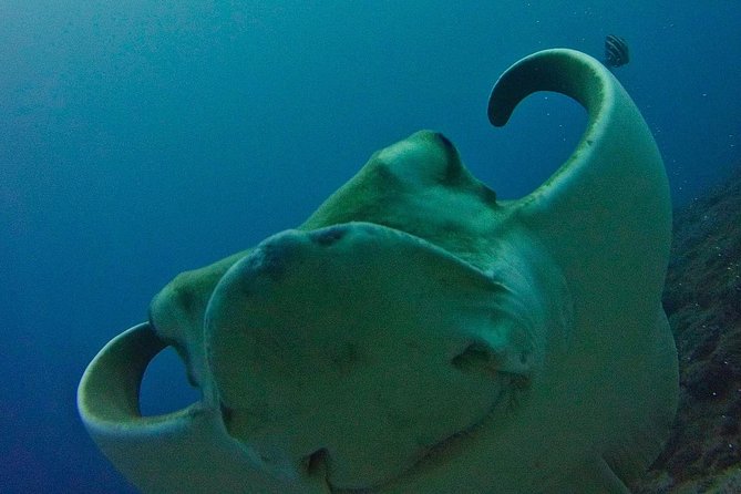 TRY SCUBA DIVING with a Dedicated Instructor - Key Highlights to Know Before You Go