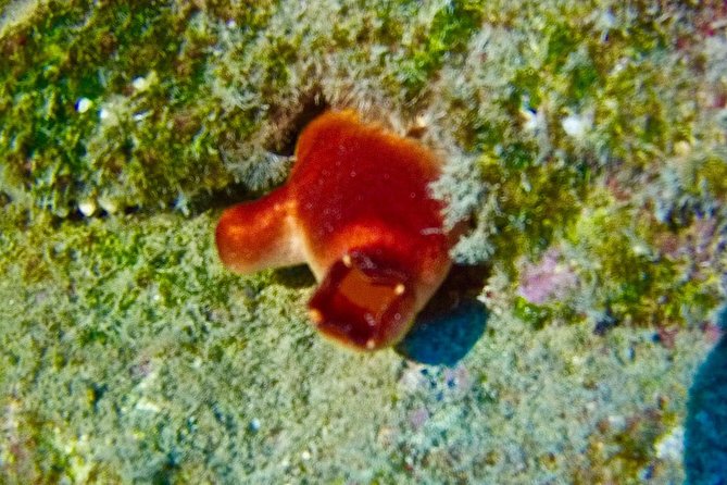 TRY SCUBA DIVING with a Dedicated Instructor - Setting Up in Las Galletas: Easy Start, Friendly Base
