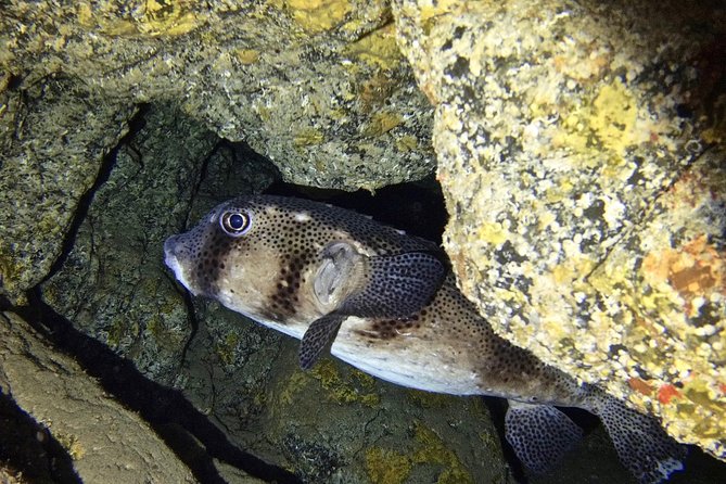 TRY SCUBA DIVING with a Dedicated Instructor - Price in Context: Is $145.12 Good Value?