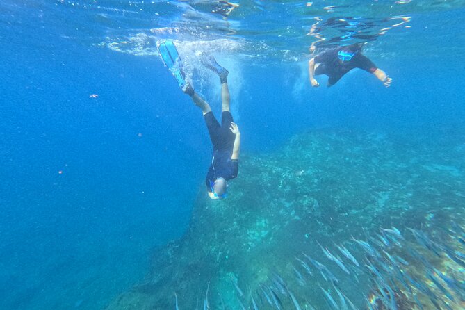 Turtle and Dolphin Watching Kayaking and Snorkeling Tour - Price and value: is about $42 a fair deal?