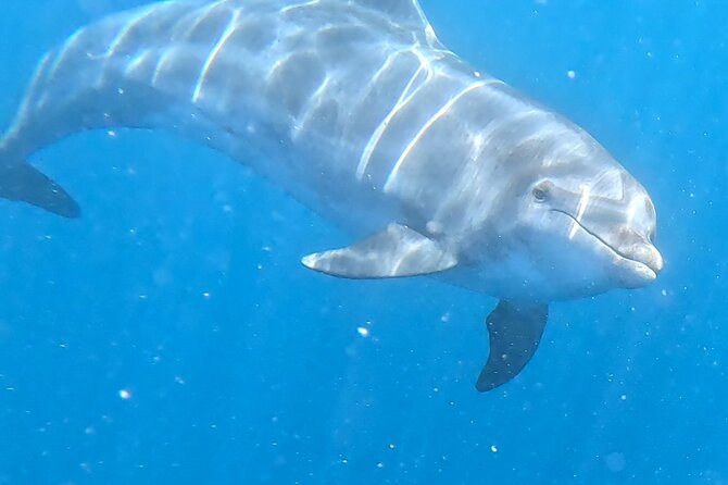 Turtle and Dolphin Watching Kayaking and Snorkeling Tour - Snorkeling in Atlantic clear water: what you can expect to see