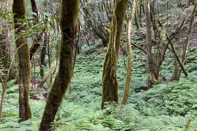 VIP tour of La Gomera from Tenerife - Juego de Bolas visitor center: geology, cookies, and a park overview