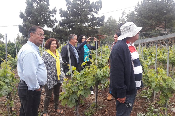 Visit to Arafo Mountain Vineyard and Organic Wine Tasting - Arafo Mountain Vineyard: what makes this organic tasting different
