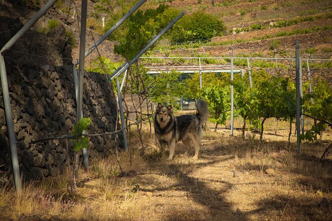 Visit to Arafo Mountain Vineyard and Organic Wine Tasting - What you eat: Canarian tapas that match the wines