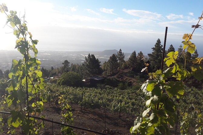 Visit to Arafo Mountain Vineyard and Organic Wine Tasting - Price and value: is $78.02 a fair deal?