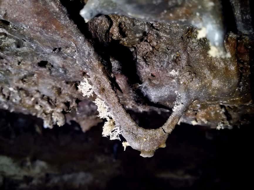 Volcanic caving Cueva de Las Palomas (ES-EN) LA PALMA - Languages and guide style: Spanish and English, with real time to ask